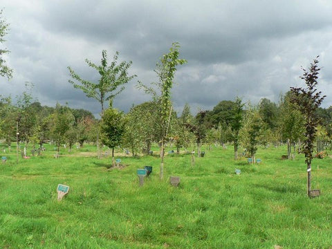 Woodland burial ground in the UK