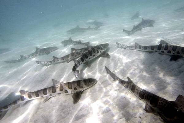 do spiny dogfish attack humans