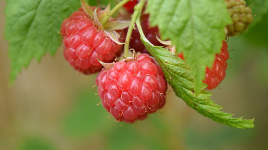 Mighty Maca Recipe: Canyon Ranch Mighty Maca Smoothie