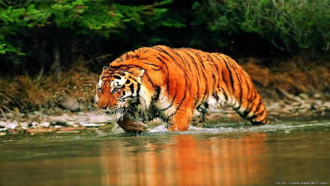 Hunting tiger
