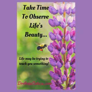 Take Time to observe life's beauty