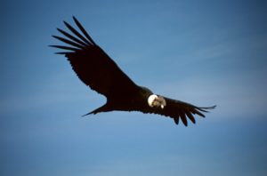 condor represents spiritual growth during menopause, and health