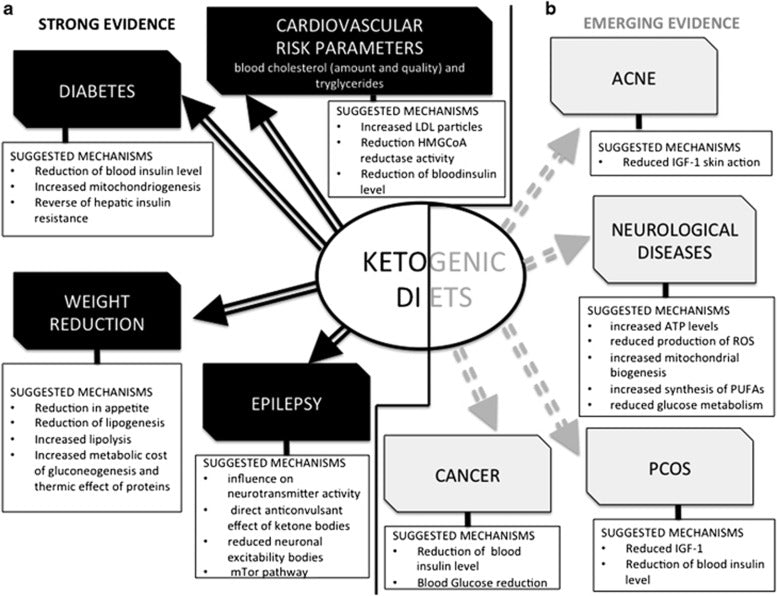 Ketogenic Diet - breakdown chart of benefits