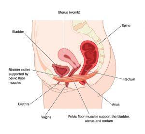 illustration of bladder and pelvic area