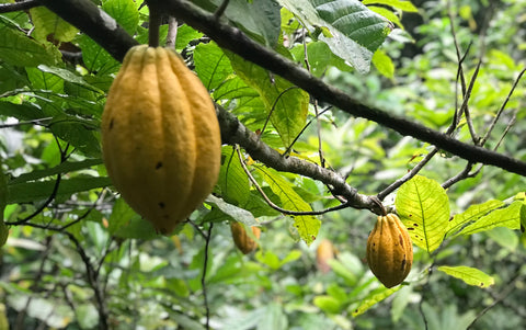 fine flavor arriba nacional cacao pod, single origin fair trade from ecuador made in california - ceremonial cacao