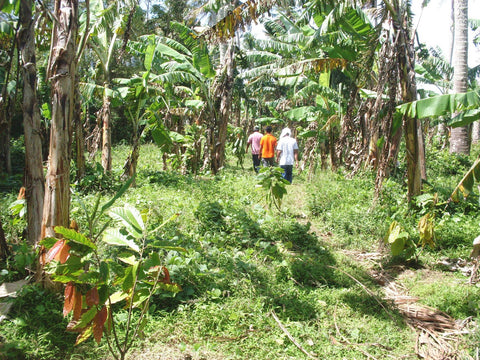 Coconut, banana, cacao forest