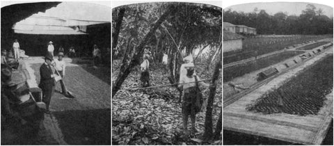Black and white images of cacao plantations in Ecuador