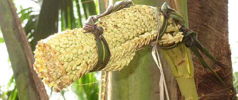 Coconut flowers - tapped for sugar