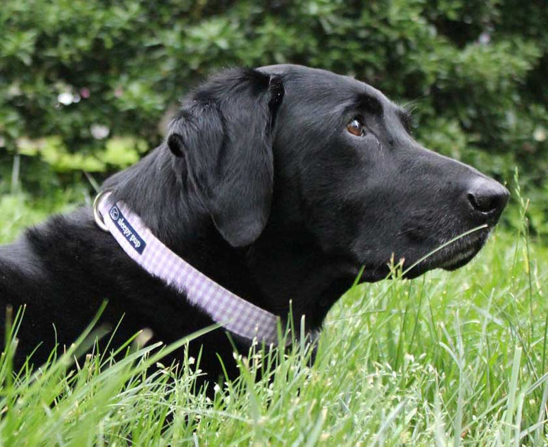 Photo of Trier wearing a sleepy pup dog collar