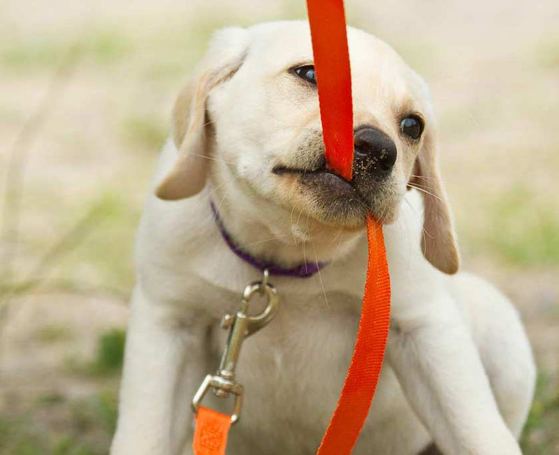 Photo of a puppy tugging a leash