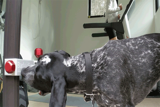 Treat Clincher keeps puppy occupied while mom is on the treadmill