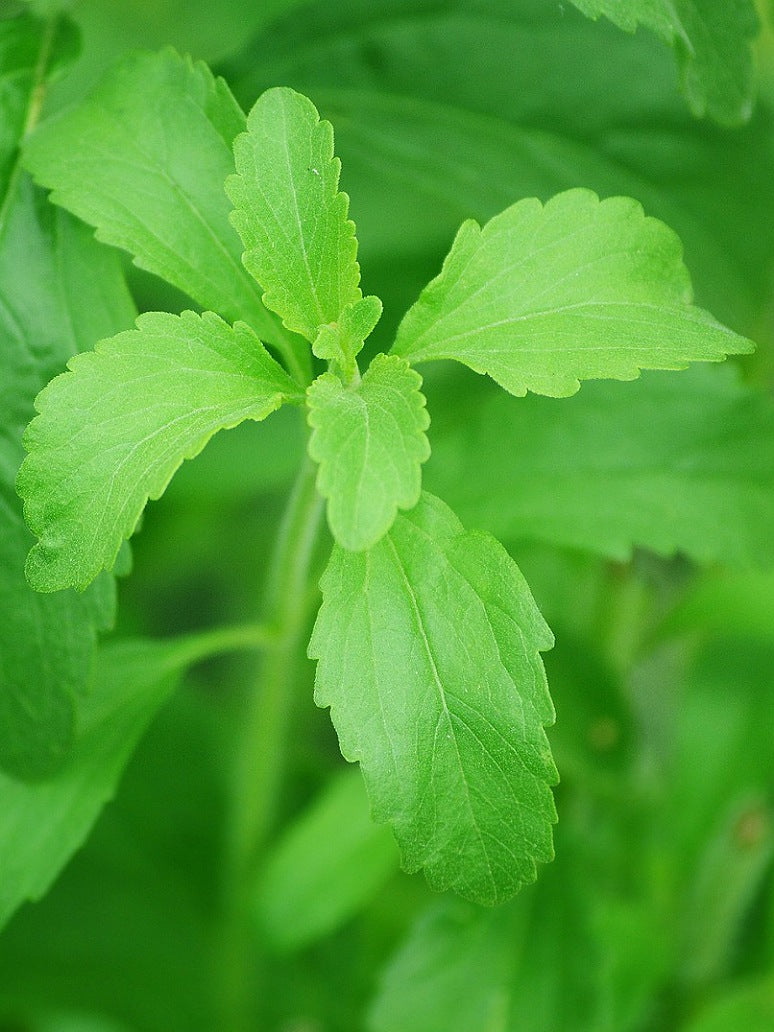 stevia plant seeds