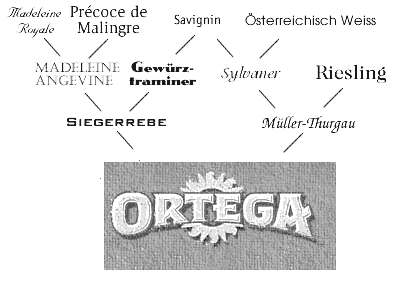 Ortega Lineage