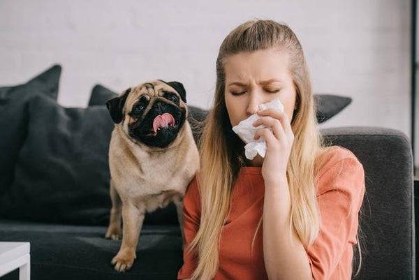 what is the best dog to have if you have allergies