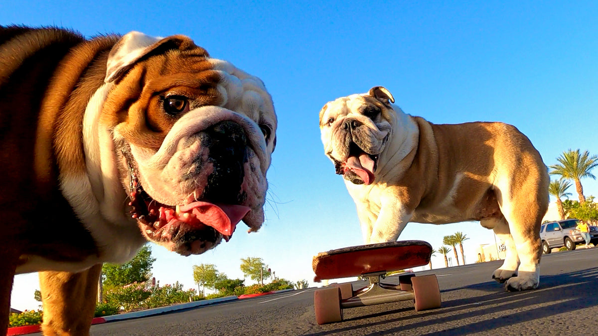 are bulldogs the only dogs that can skateboard