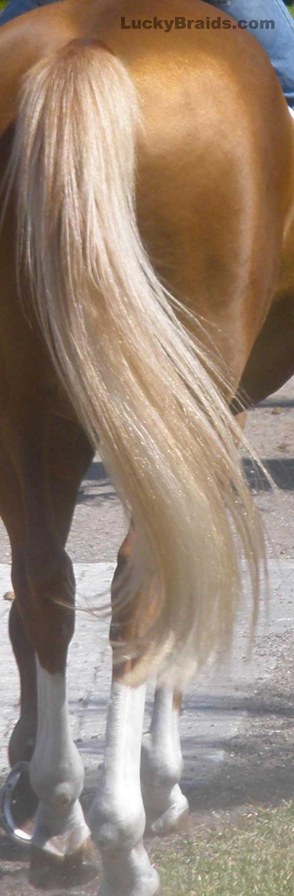 Big Tails - How Virtually Any Horse Can Have a Naturally Full Tail