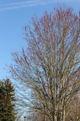 Red maple in bloom