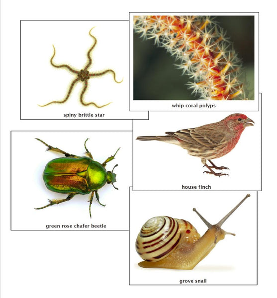 Major Phyla of the Animal Kingdom – Big Picture Science