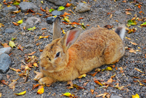 Autumn rabbit