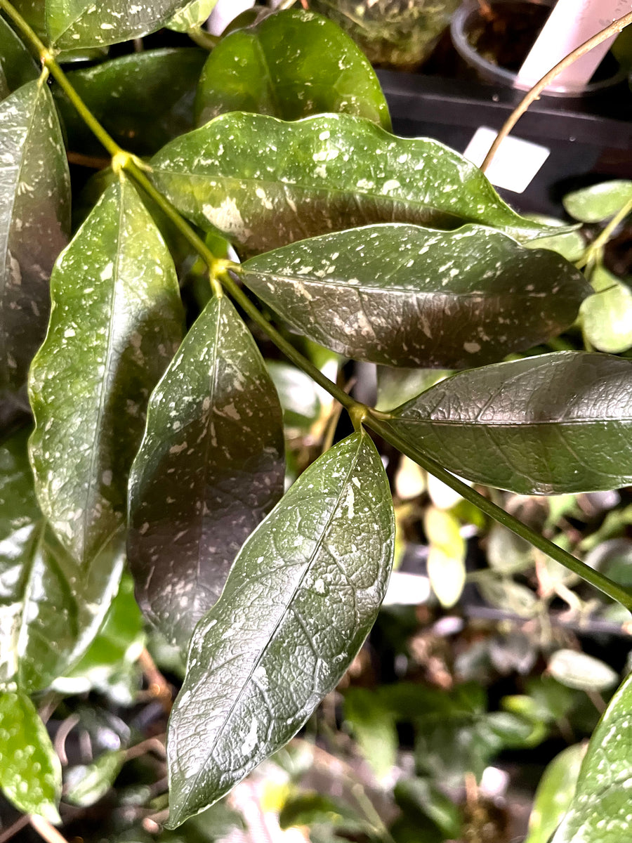 Hoya cystiantha with some splash - fresh cut - 1 node - Unrooted