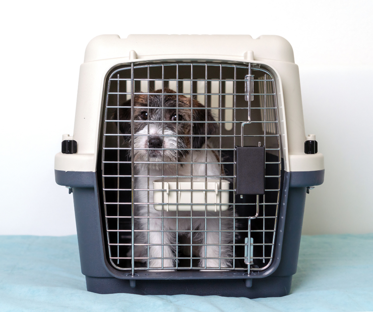 where to put large dog crate in house