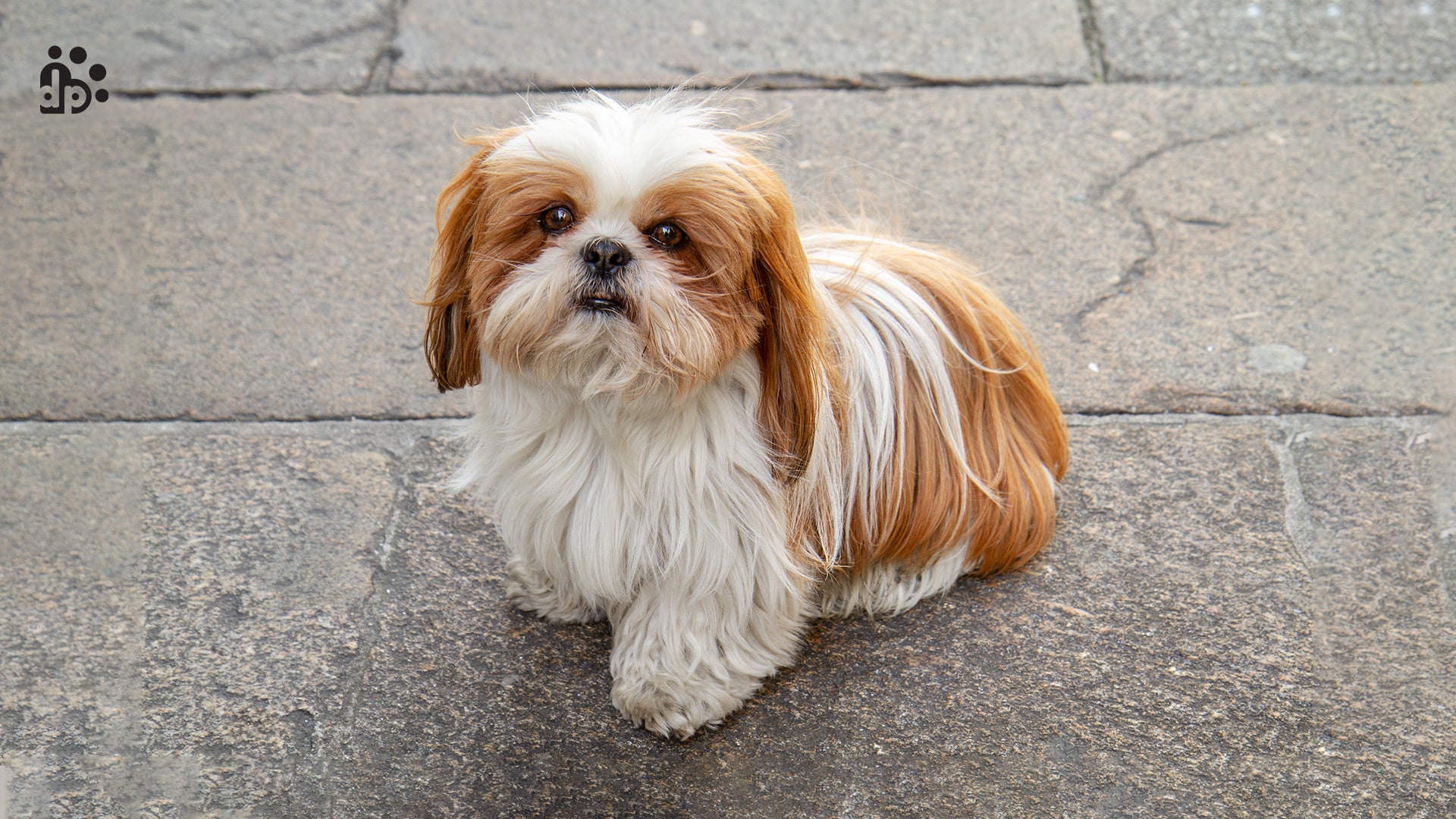 are shih tzu dogs intelligent