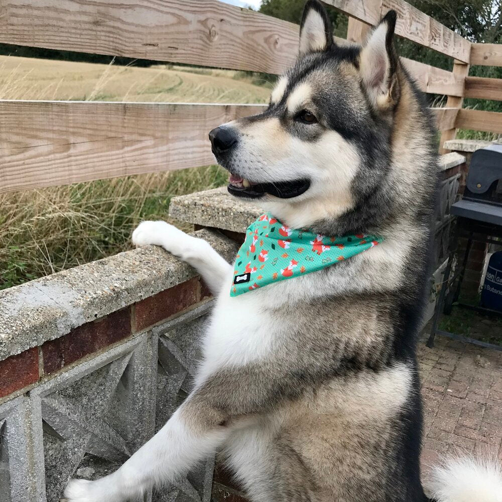 how to make a cooling bandana for dogs