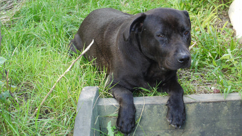 Our dog leisurely supervising us working in the garden