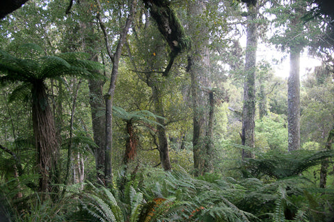 Podocarp forest