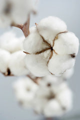 Organic Cotton