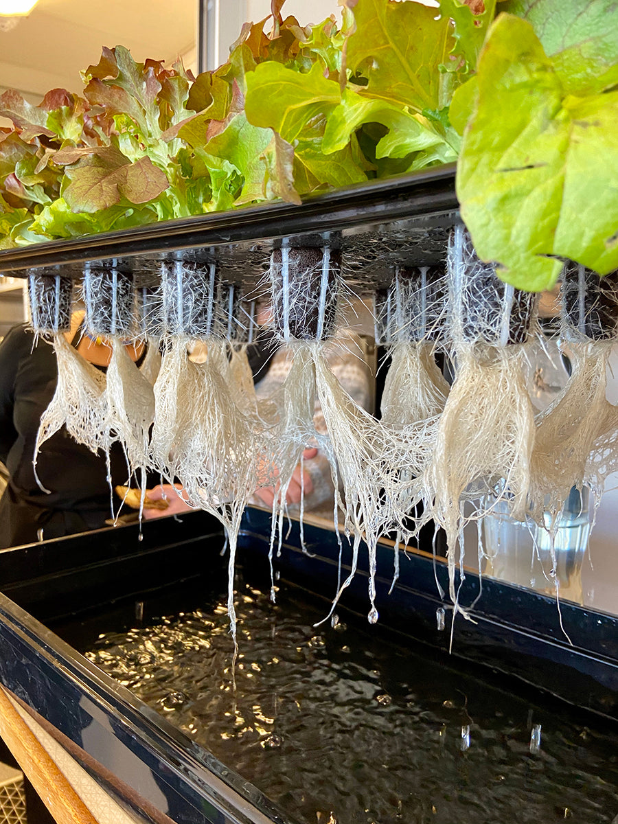 Healthy lettuce roots
