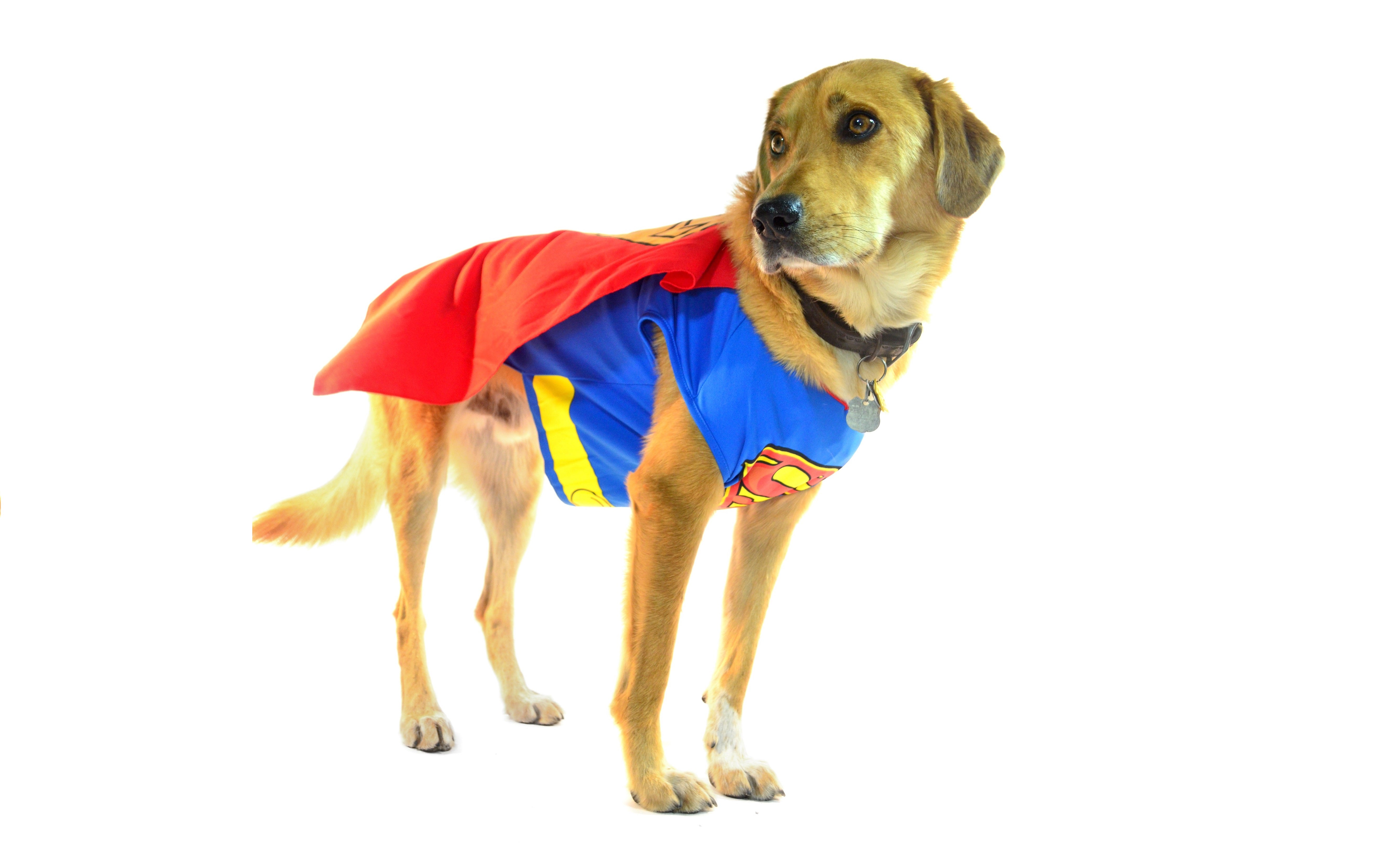 do-dogs-like-halloween-teaching-your-dog-to-wear-a-costume-n-dragon