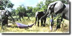 elephants holding hammock