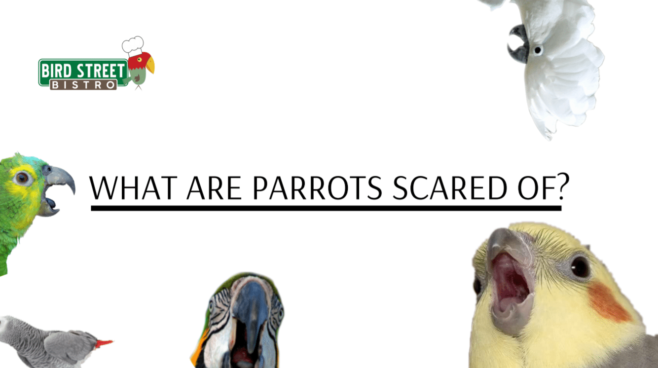What Are Parrots Scared Of ? – Bird Street Bistro
