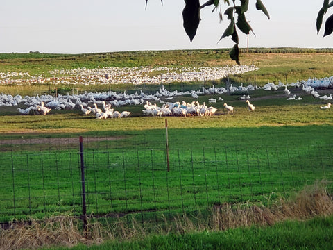 South Dakota is home to largest goose producer in the U.S.