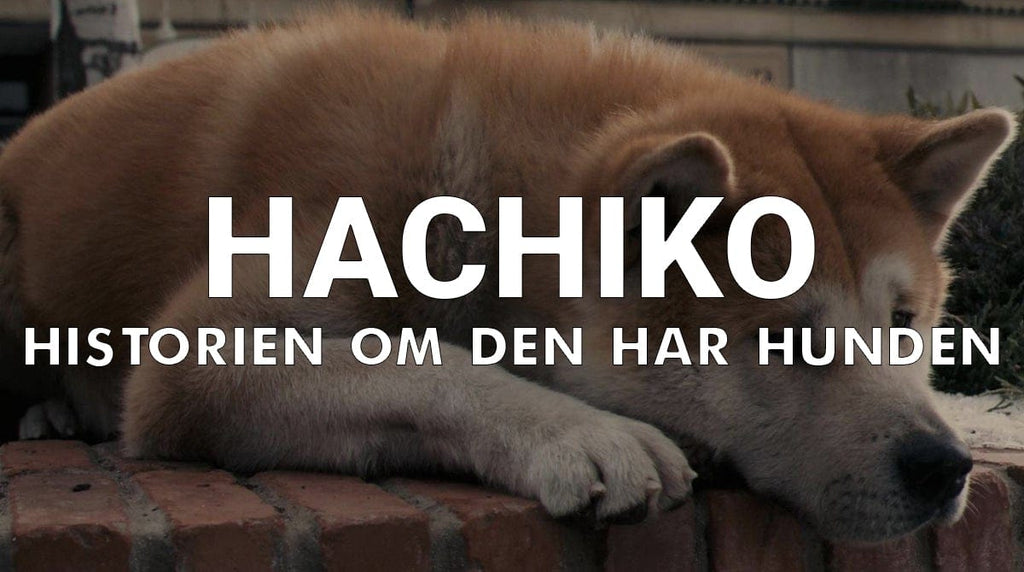 Hachiko: Vem denna Hund? | Kanka Japan – Kanka Japan SE