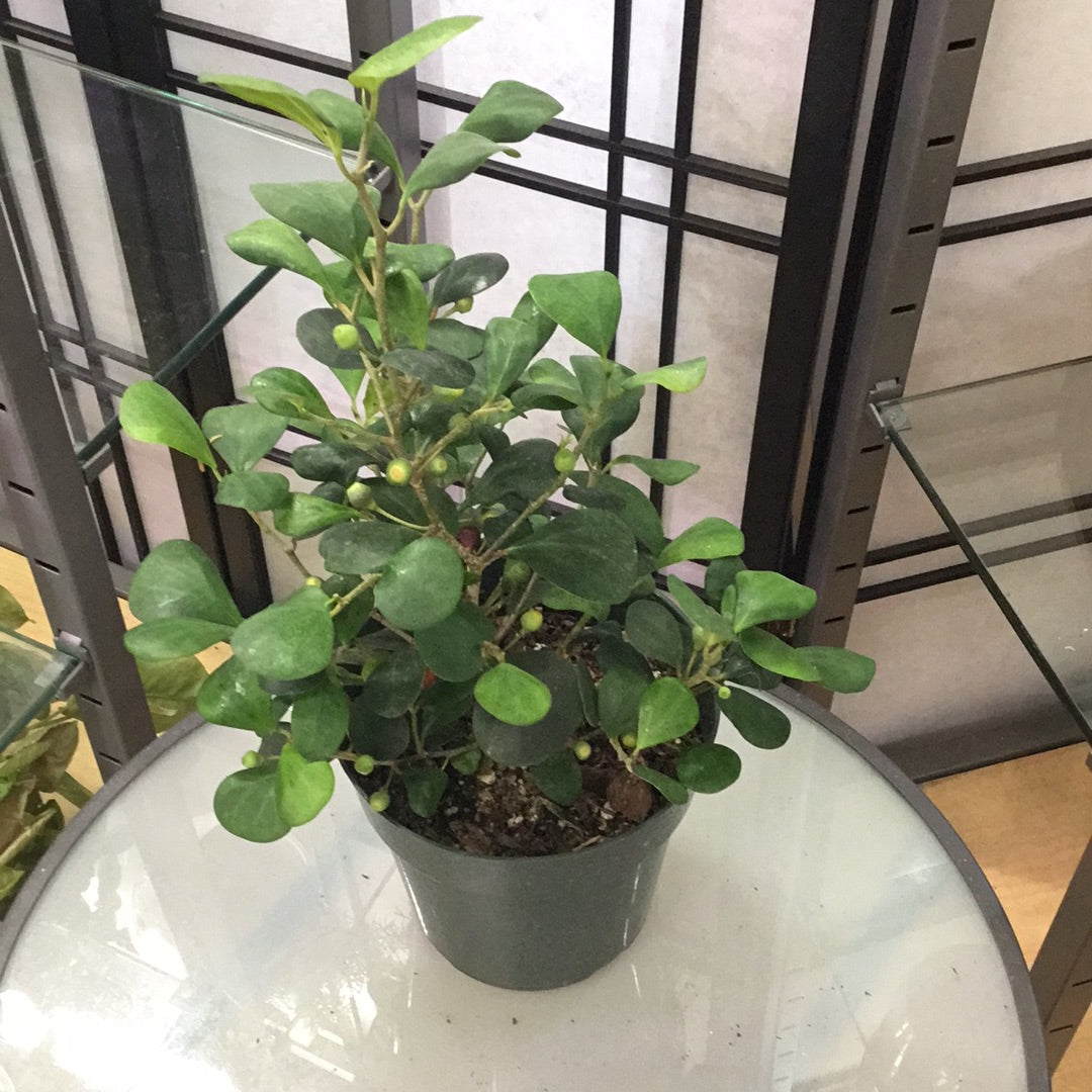Ficus Mistletoe