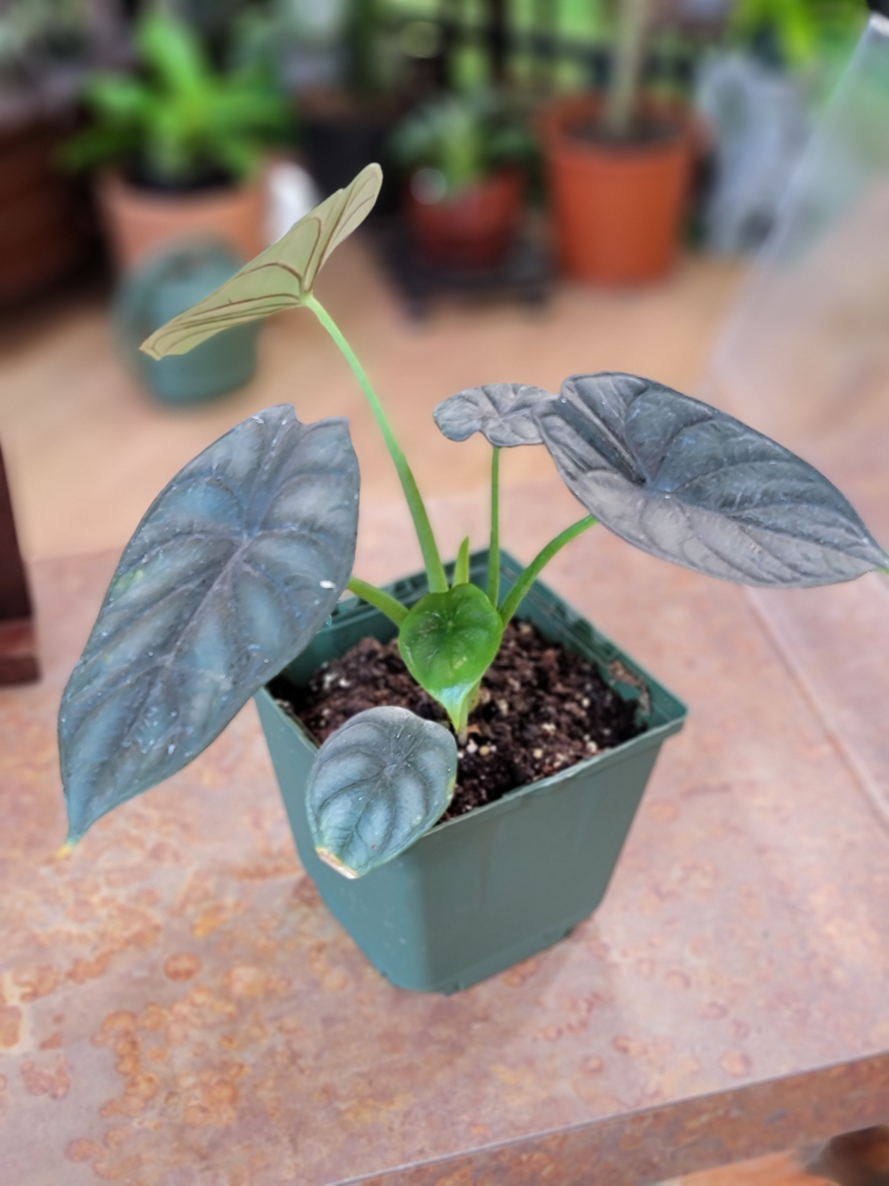 Variegated Dragon Scale