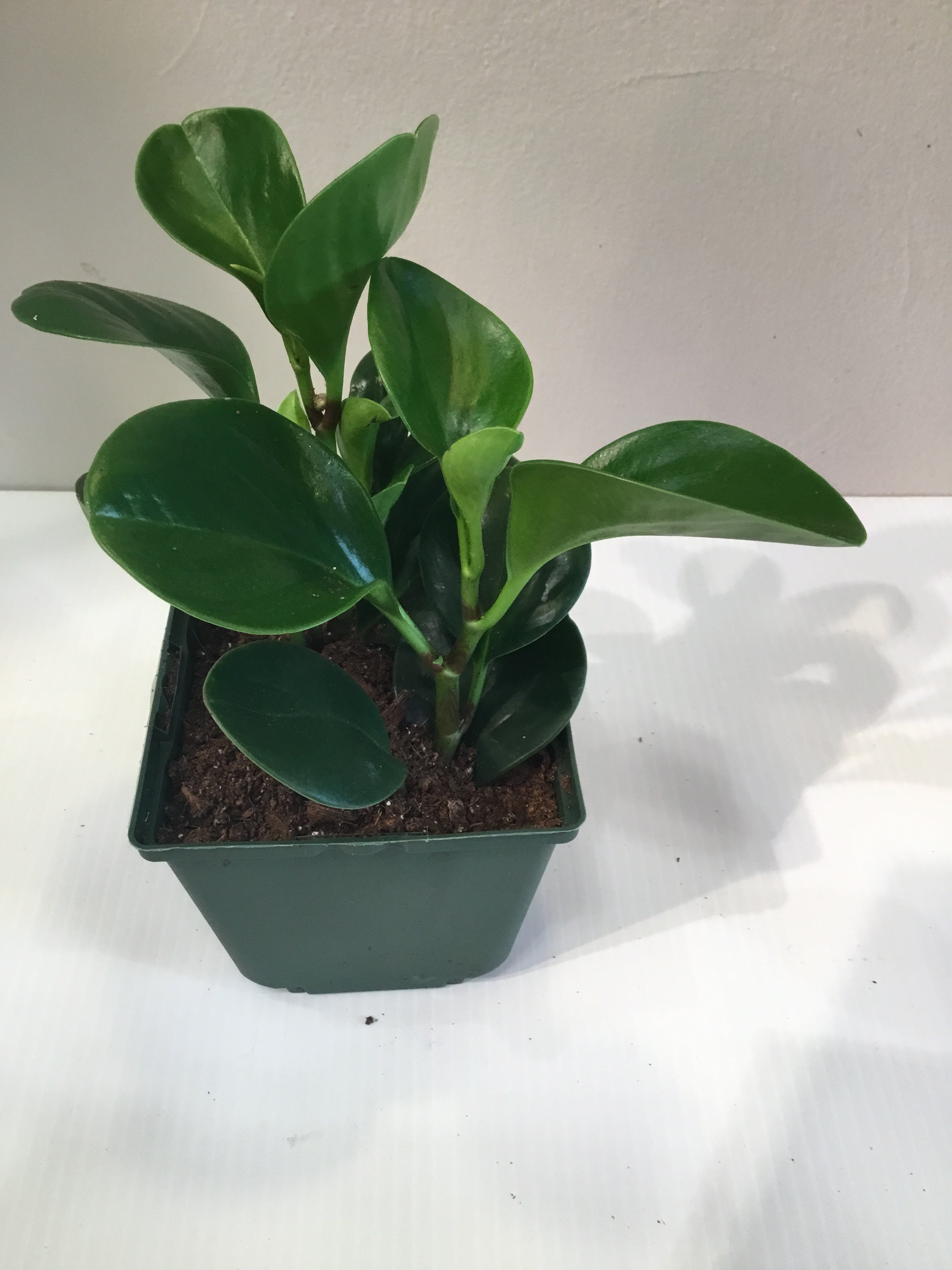 Peperomia Obtusifolia