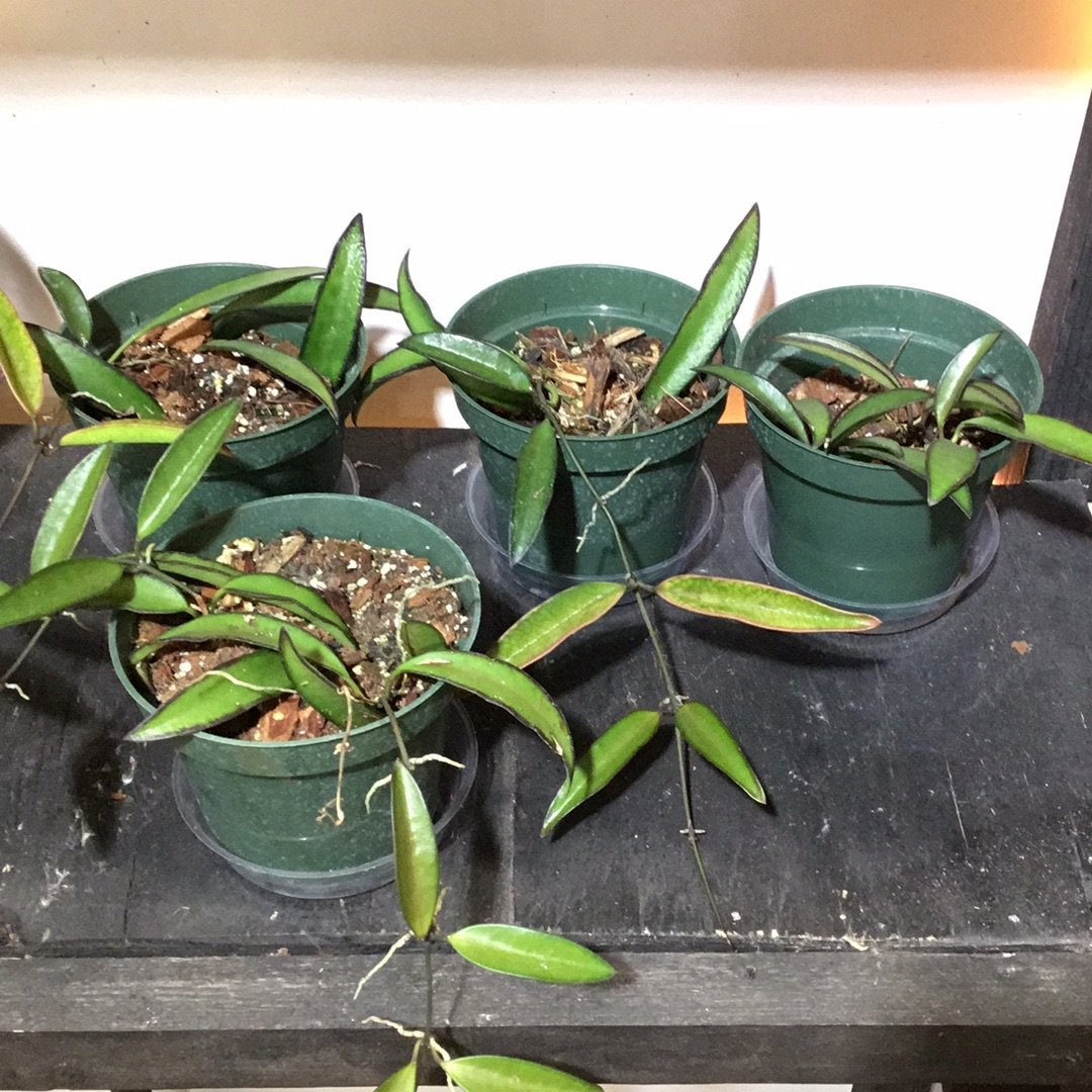 Hoya Wayetii