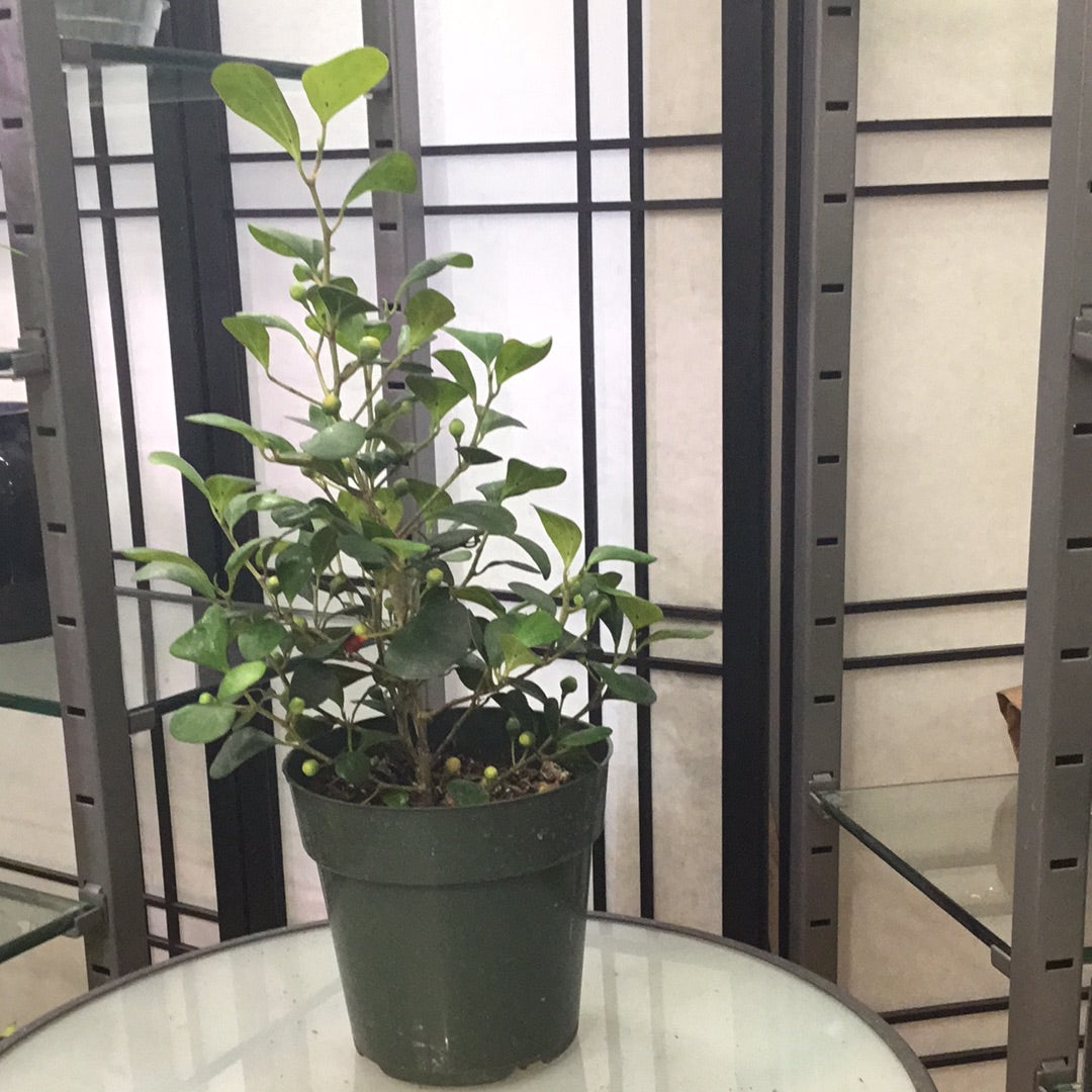 Ficus Mistletoe