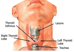 Chemicals in skin & hair products afect your thyroid