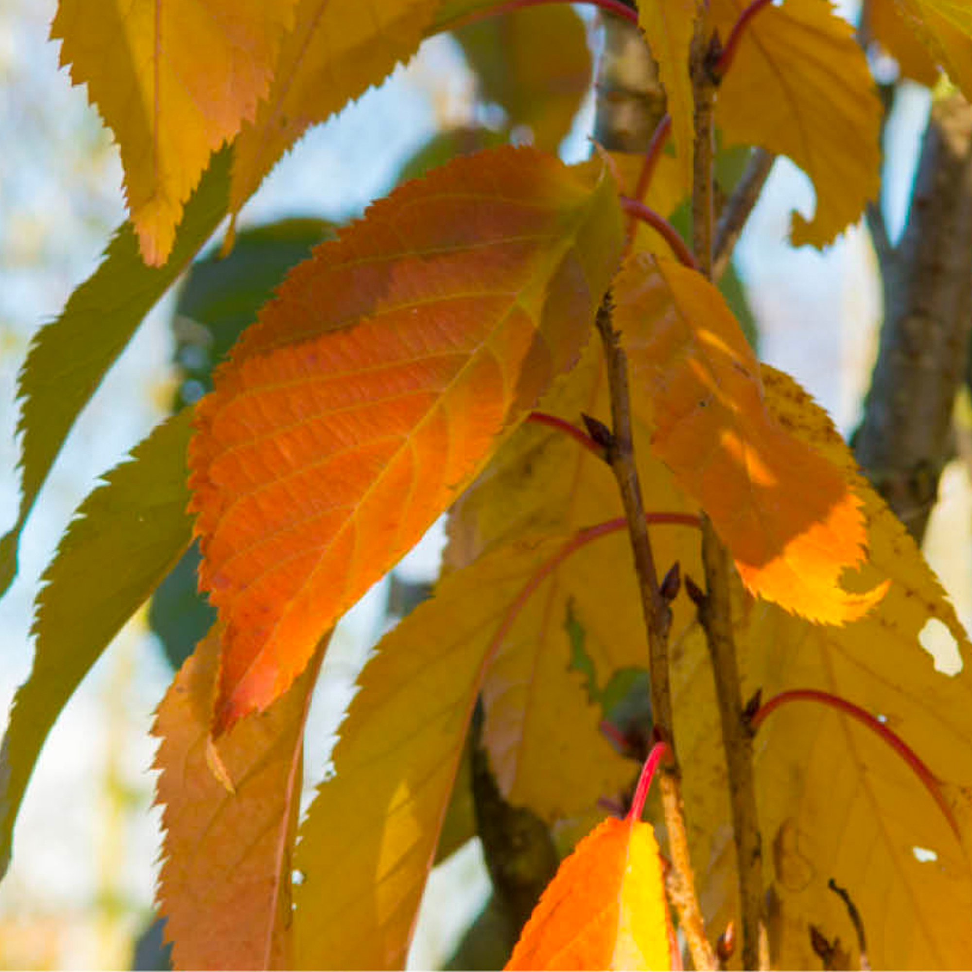 10 van onze favoriete bomen herfstkleur – MAY JUNE