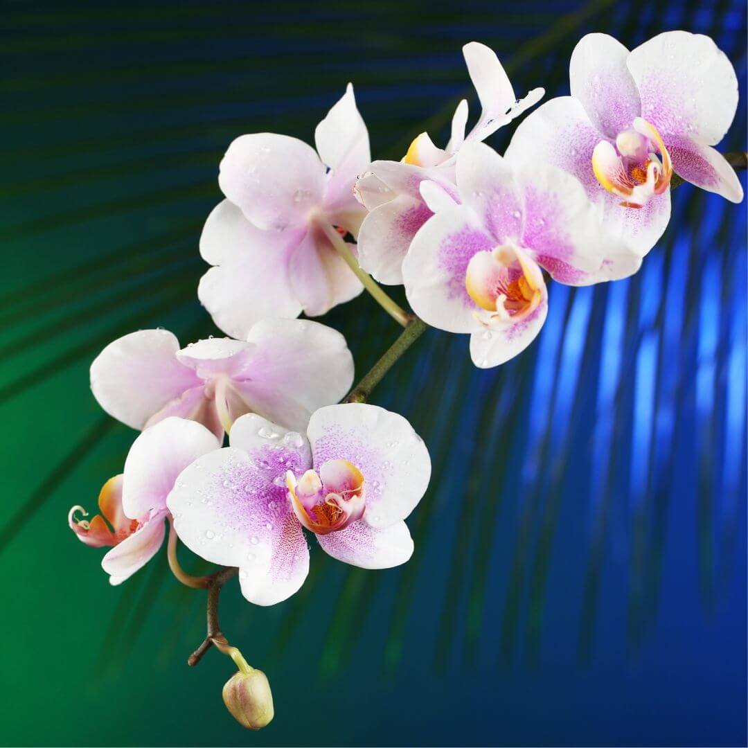 Orchid Flower Fragrance Oil | Soap Fragrance Oil | Soapy Twist