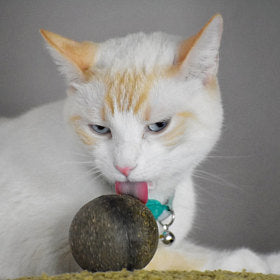 Discover the Cute Catnip Toys Online