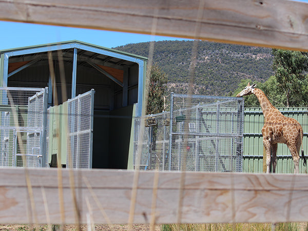 Australia Giraffe Shed