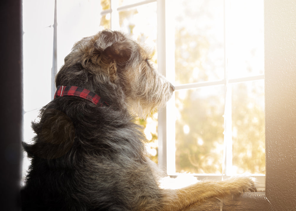 Dog Separation Anxiety: Causes, Symptoms, and Treatments