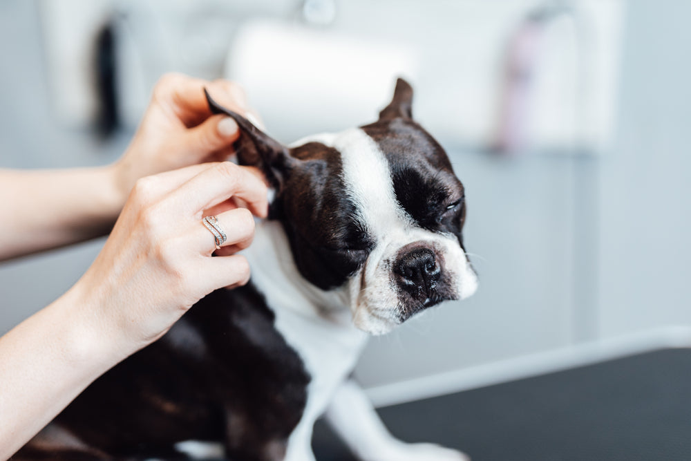 how to clean dogs waxy ears