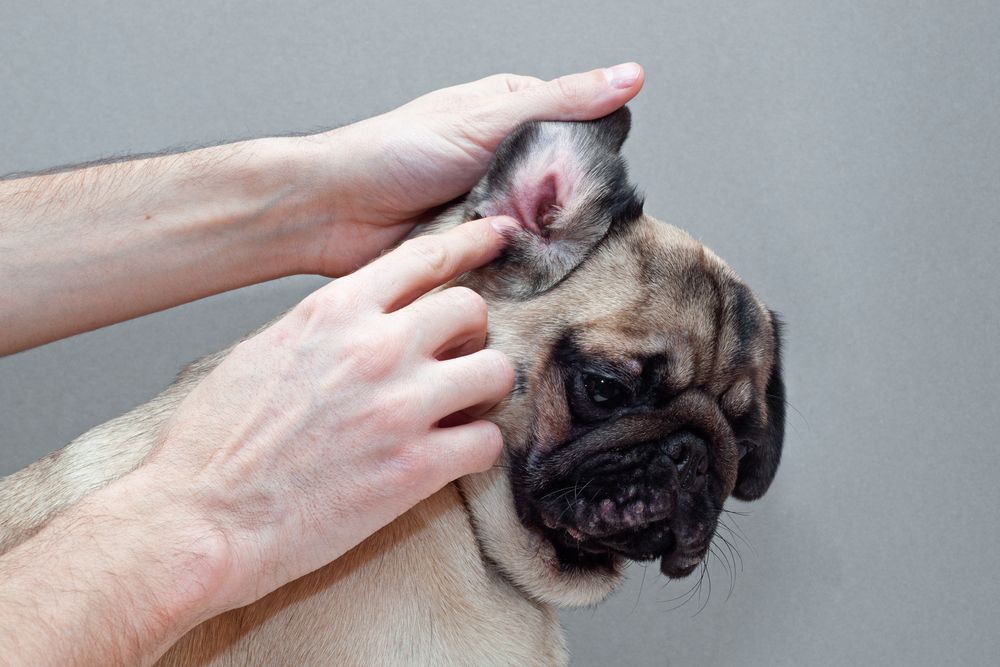 how to treat inner ear infection in a dog