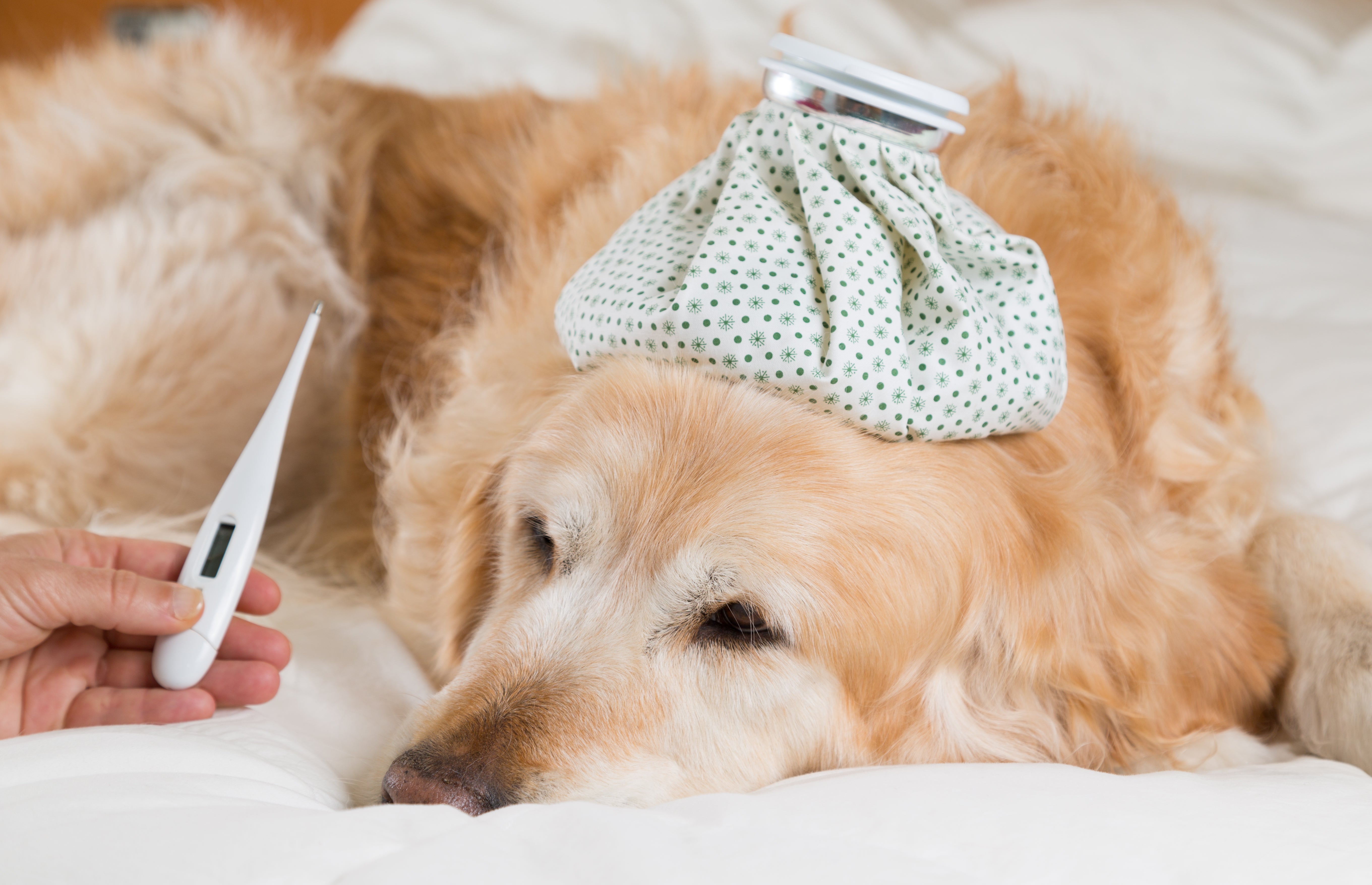 can anxiety cause fever in dogs